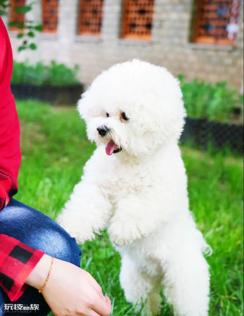 比熊犬怎么训练才能听话(养乖巧又聪明的比熊犬训练技巧)-图片7