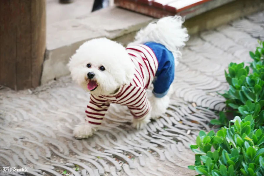 比熊犬怎么训练才能听话(养乖巧又聪明的比熊犬训练技巧)-图片8