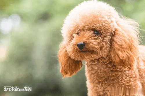 发了情的泰迪有多可怕(发了情的公泰迪怎么处理)-图片1