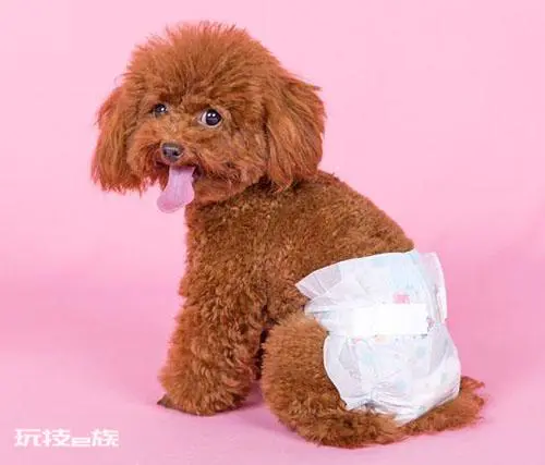 发了情的泰迪有多可怕(发了情的公泰迪怎么处理)-图片2