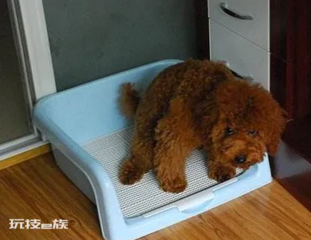 泰迪狗狗怎么训练定点大小便(教会泰迪犬定点大小便技巧)-图片1
