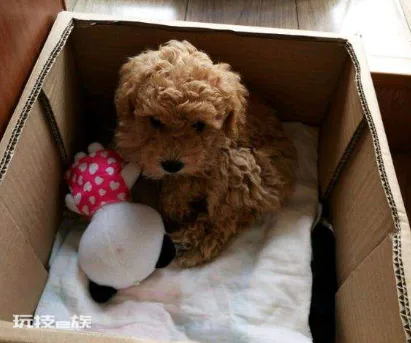 泰迪狗狗怎么训练定点大小便(教会泰迪犬定点大小便技巧)-图片2
