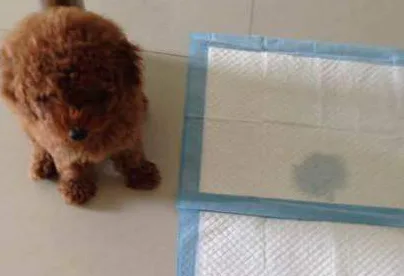 泰迪狗狗怎么训练定点大小便(教会泰迪犬定点大小便技巧)-图片4