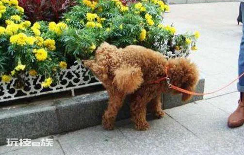 泰迪狗狗怎么训练定点大小便(教会泰迪犬定点大小便技巧)-图片5