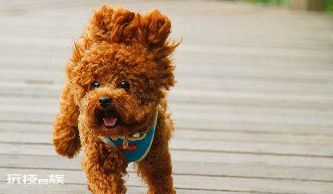 泰迪狗狗怎么训练定点大小便(教会泰迪犬定点大小便技巧)-图片6