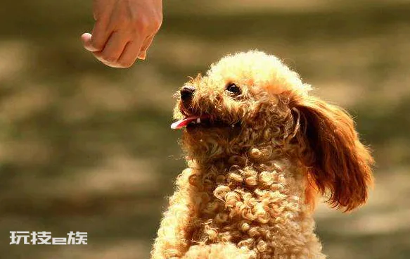 泰迪狗狗怎么训练定点大小便(教会泰迪犬定点大小便技巧)-图片7