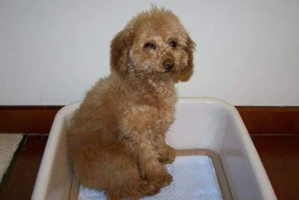 泰迪狗狗怎么训练定点大小便(教会泰迪犬定点大小便技巧)-图片8