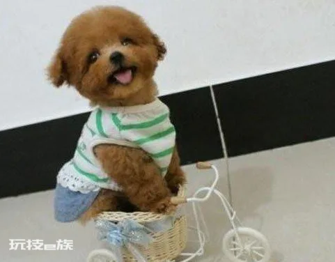泰迪狗狗怎么训练定点大小便(教会泰迪犬定点大小便技巧)-图片9