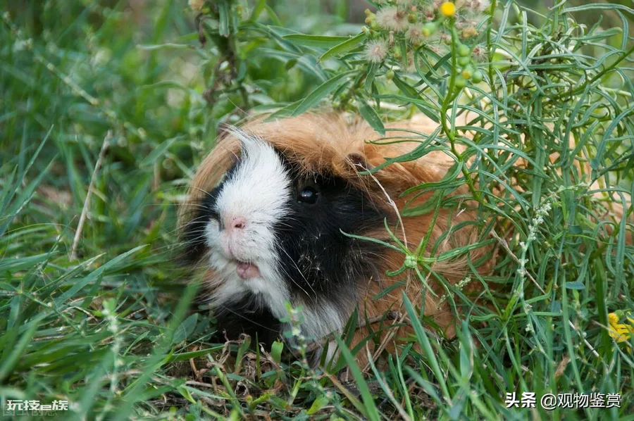 荷兰猪好养吗(荷兰猪是最受欢迎的宠物鼠类之一)-图片3