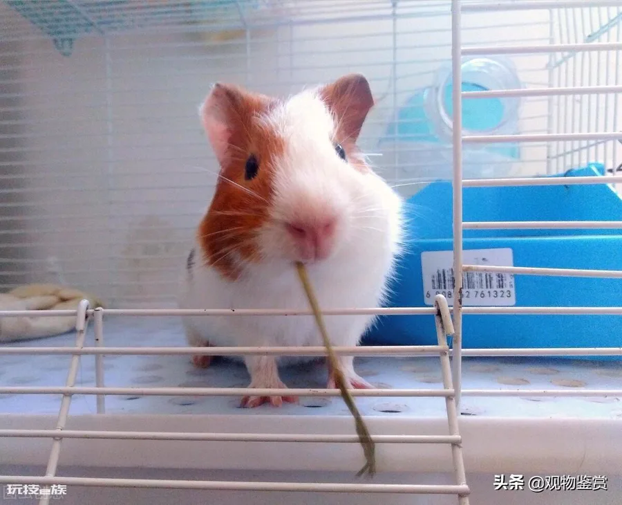荷兰猪好养吗(荷兰猪是最受欢迎的宠物鼠类之一)-图片5