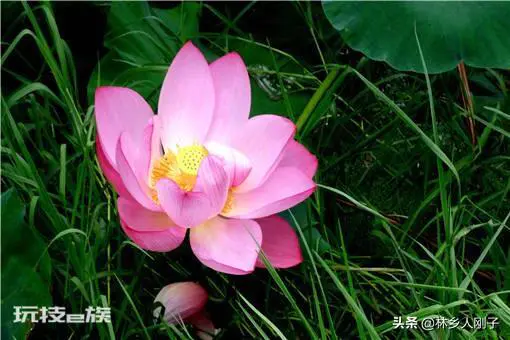 荷花什么时候种植合适(荷花种植的时间及水深要求)-图片1