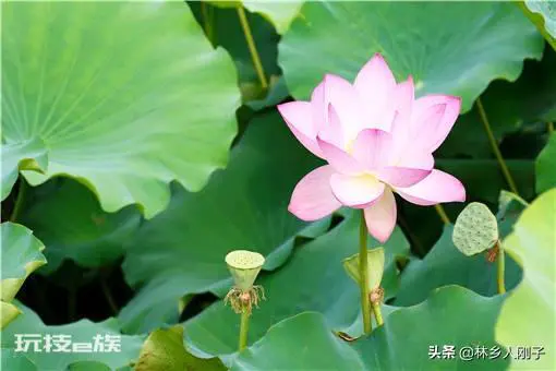 荷花什么时候种植合适(荷花种植的时间及水深要求)-图片2