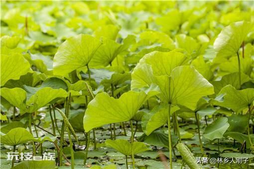 荷花什么时候种植合适(荷花种植的时间及水深要求)-图片3
