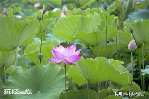 荷花什么时候种植合适(荷花种植的时间及水深要求)-图片4