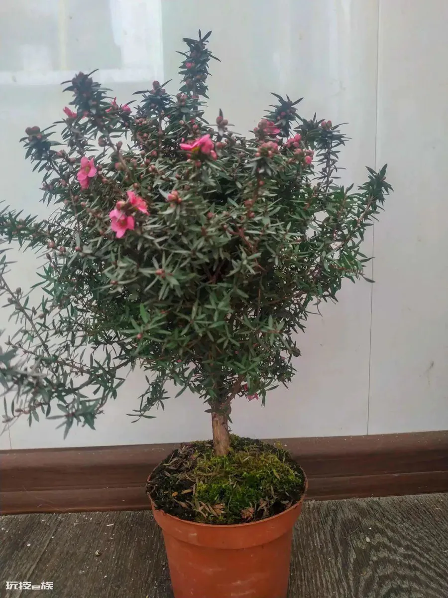 松红梅适合家里养吗(松红梅的养殖方法和注意事项)-图片9