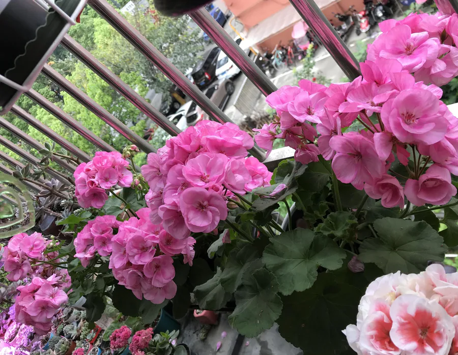 死不了花的学名叫什么(不怕风吹日晒的6种“不死花”)-图片8