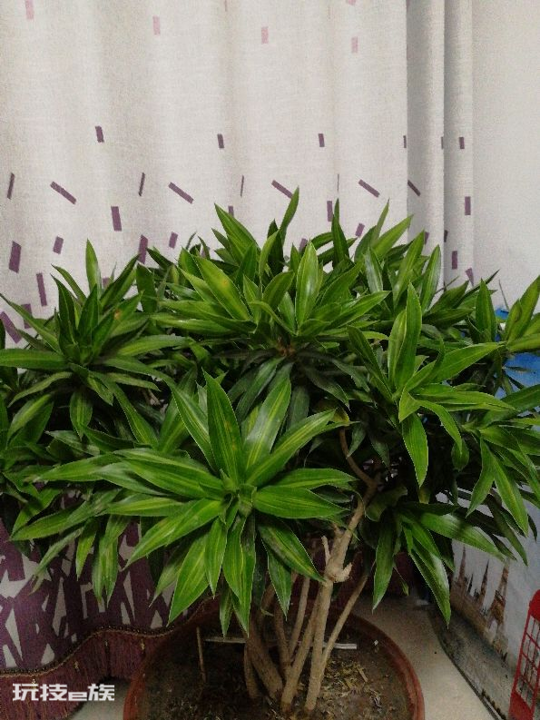 百合竹寓意与风水讲究(在家养百合竹养殖方法和注意事项)-图片1