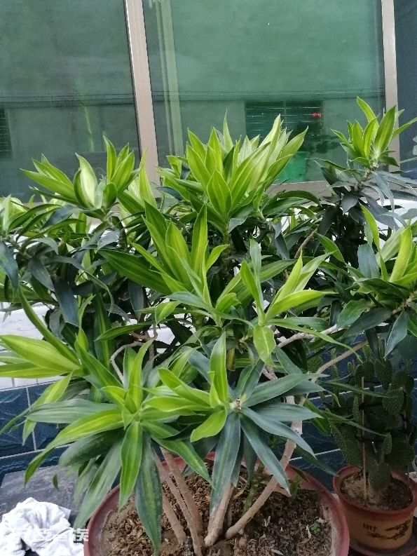 百合竹寓意与风水讲究(在家养百合竹养殖方法和注意事项)-图片2