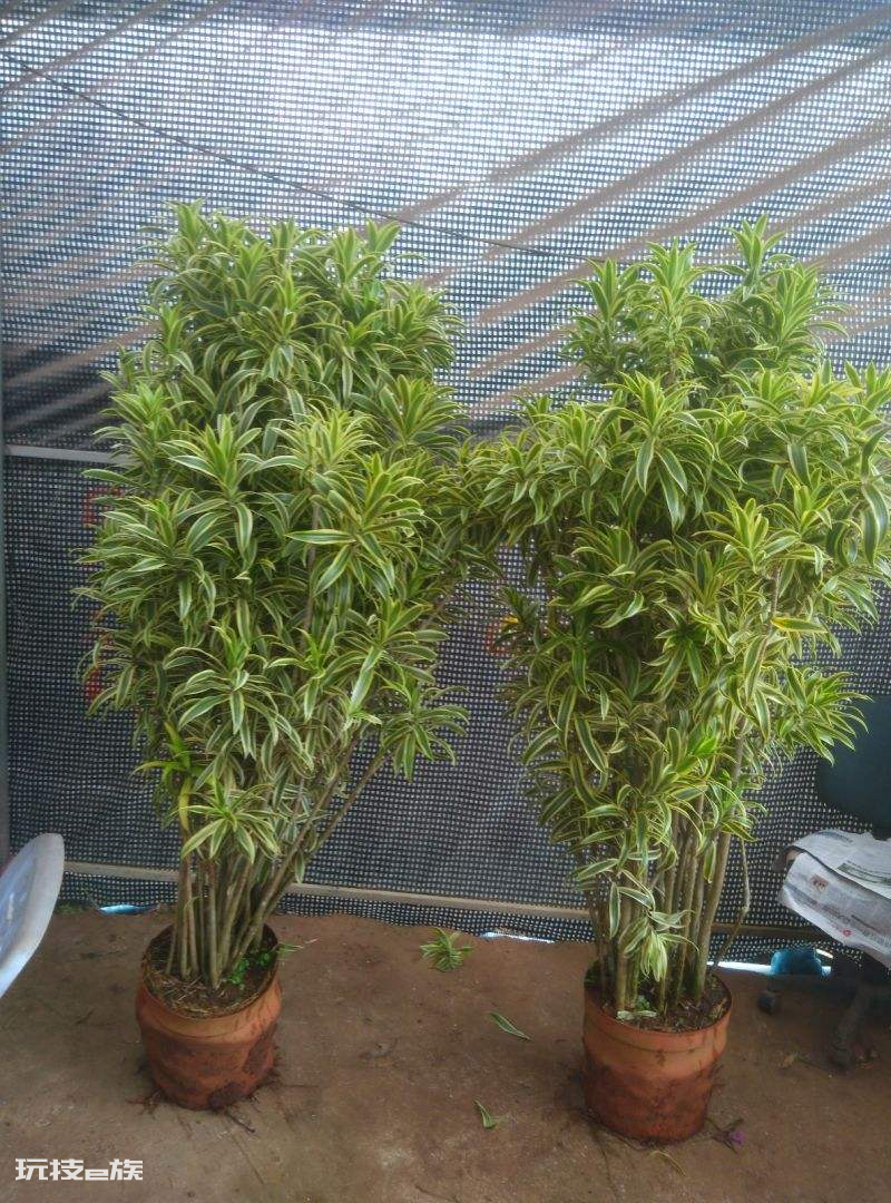 百合竹寓意与风水讲究(在家养百合竹养殖方法和注意事项)-图片4