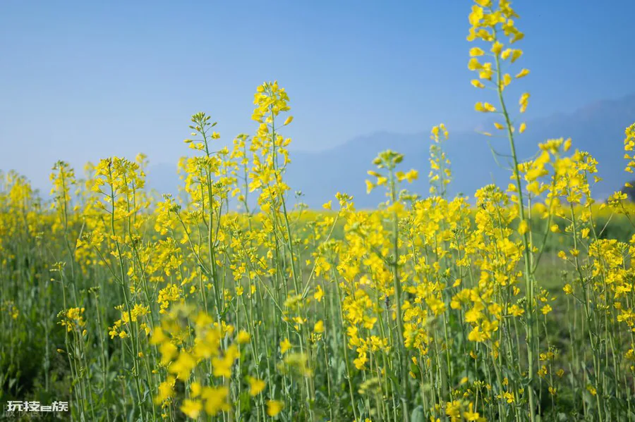 油菜花是什么季节开的(全国油菜花开花时间表)-图片1