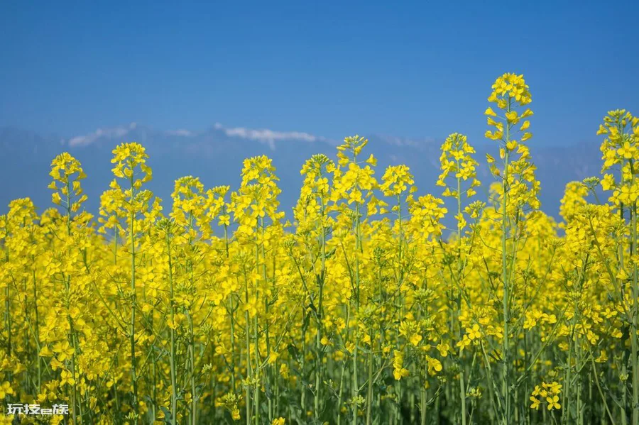 油菜花是什么季节开的(全国油菜花开花时间表)-图片2