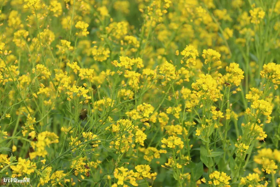 油菜花是什么季节开的(全国油菜花开花时间表)-图片3