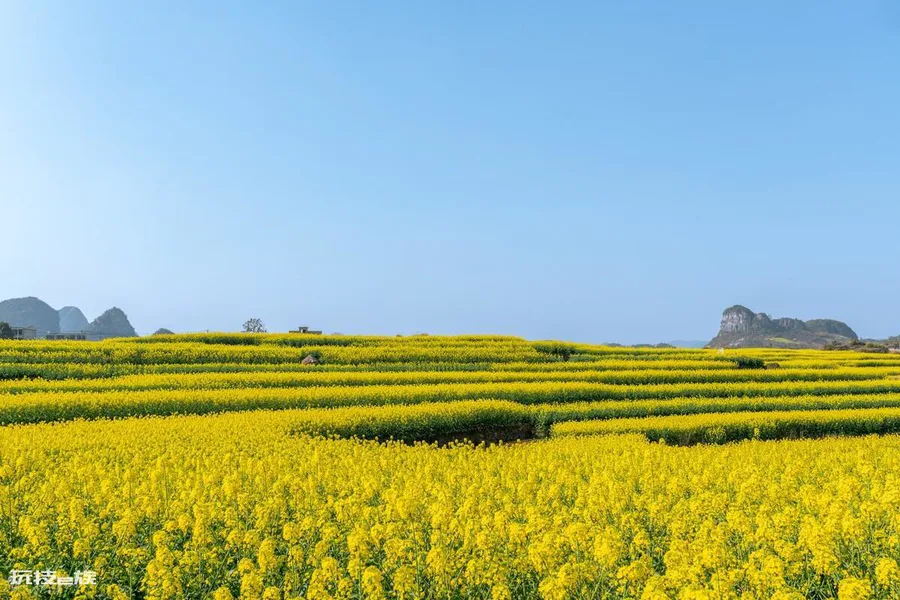 油菜花是什么季节开的(全国油菜花开花时间表)-图片4