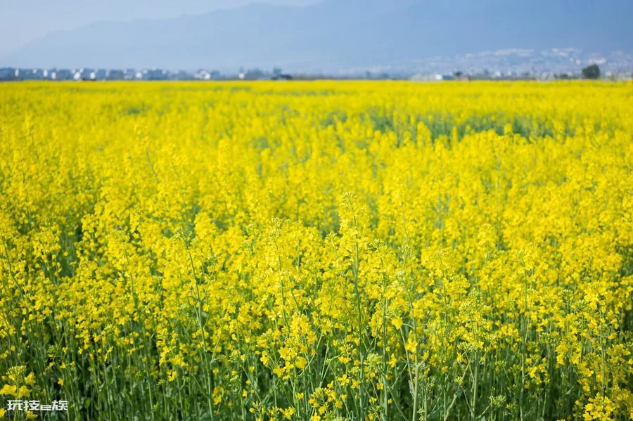 油菜花是什么季节开的(全国油菜花开花时间表)-图片5