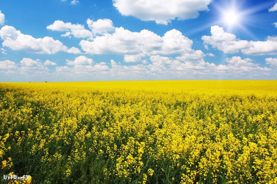 油菜花是什么季节开的(全国油菜花开花时间表)-图片6
