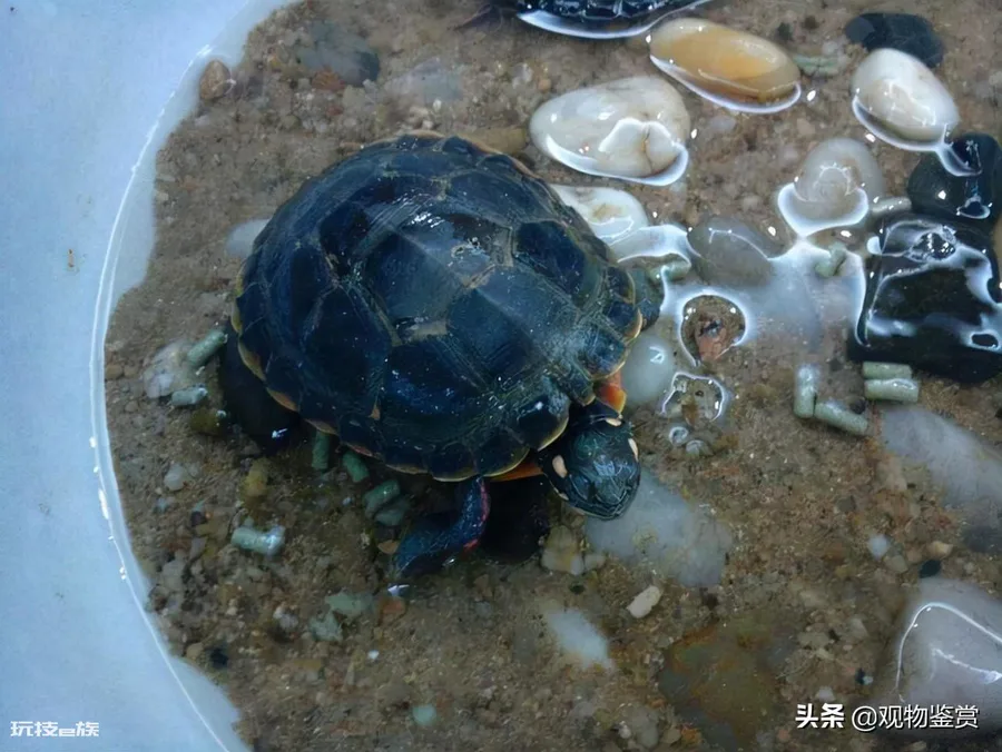 乌龟吃什么东西才能活得更久(人工饲养乌龟吃什么作为食物)-图片2