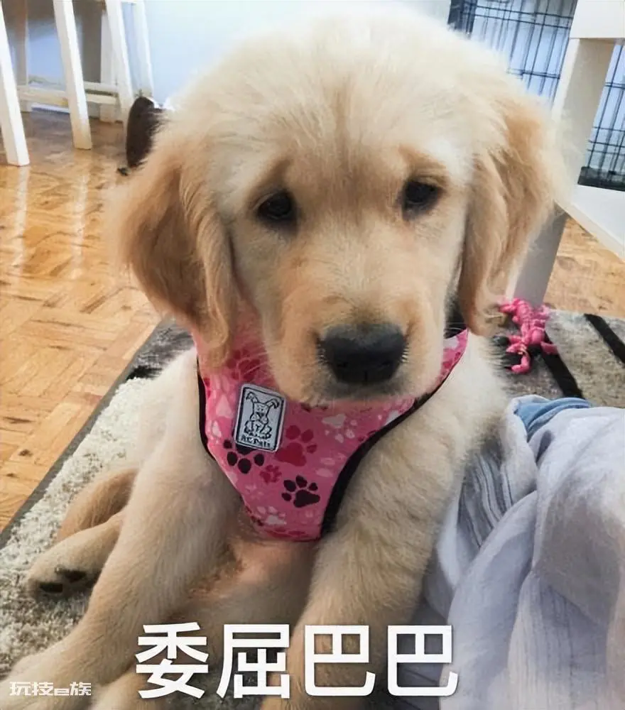 为什么不建议养金毛(家里不建议养金毛犬的几大原因)-图片6