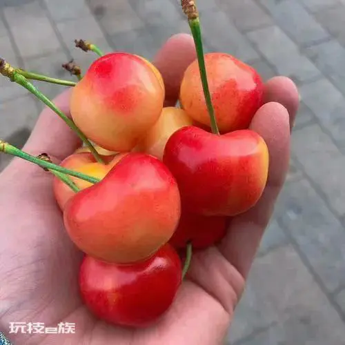 单j车厘子和双j车厘子的区别(双勾单勾车厘子是什么意思)-图片6