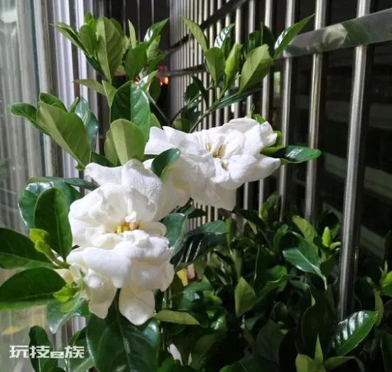 怎样让栀子花花苞快速打开(栀子花怎样管理开花多多)-图片1