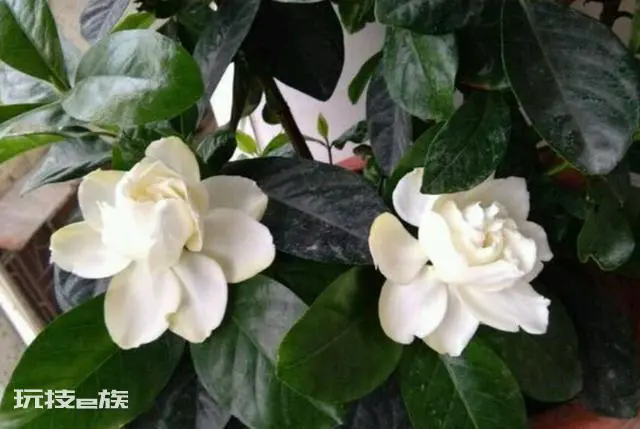 怎样让栀子花花苞快速打开(栀子花怎样管理开花多多)-图片2