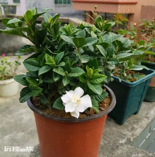 怎样让栀子花花苞快速打开(栀子花怎样管理开花多多)-图片3