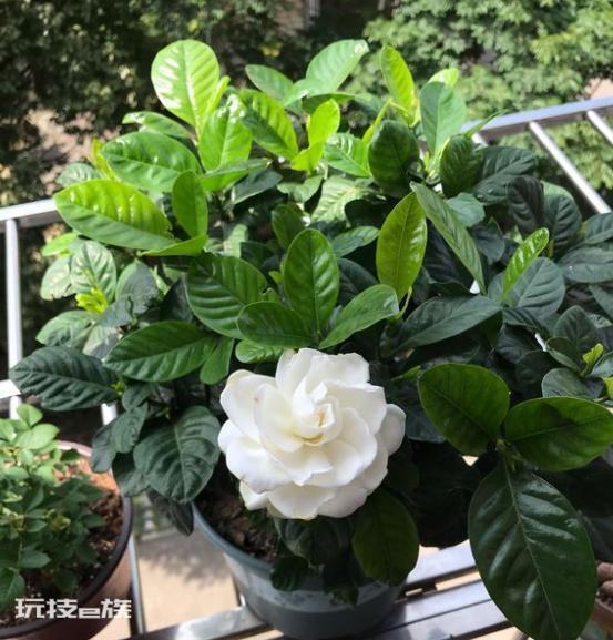 怎样让栀子花花苞快速打开(栀子花怎样管理开花多多)-图片4