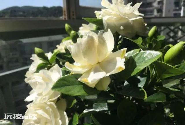 怎样让栀子花花苞快速打开(栀子花怎样管理开花多多)-图片5