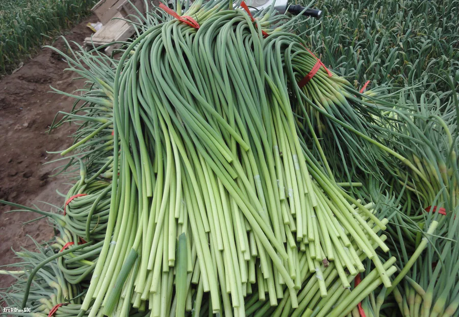 蒜苔和蒜苗是同一种吗(教你几招快速分辨蒜苗与蒜薹)-图片2