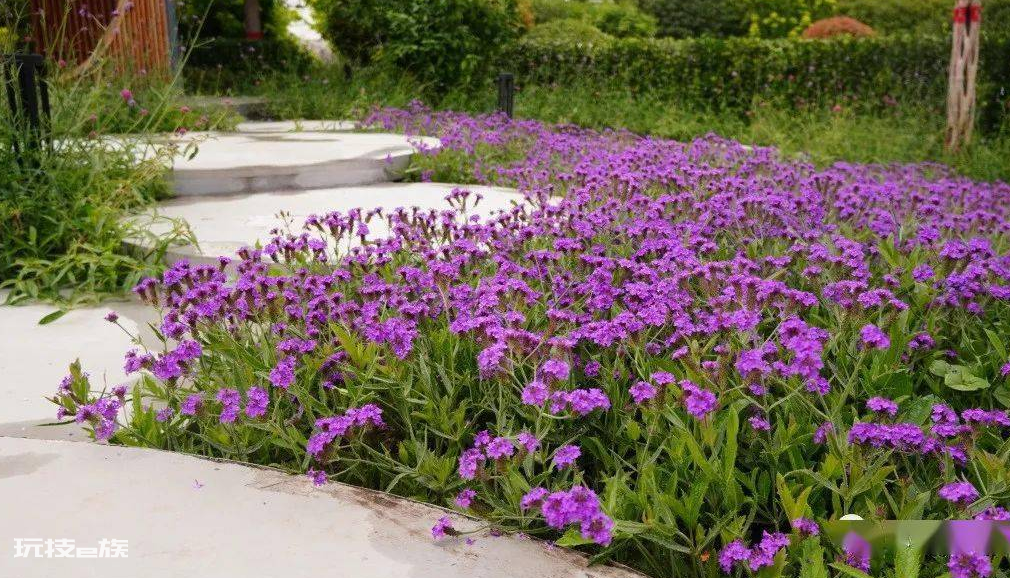 宿根花卉是什么意思(哪些品种是宿根花卉植物)-图片1