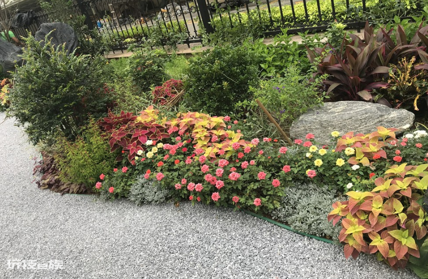 宿根花卉是什么意思(哪些品种是宿根花卉植物)-图片2
