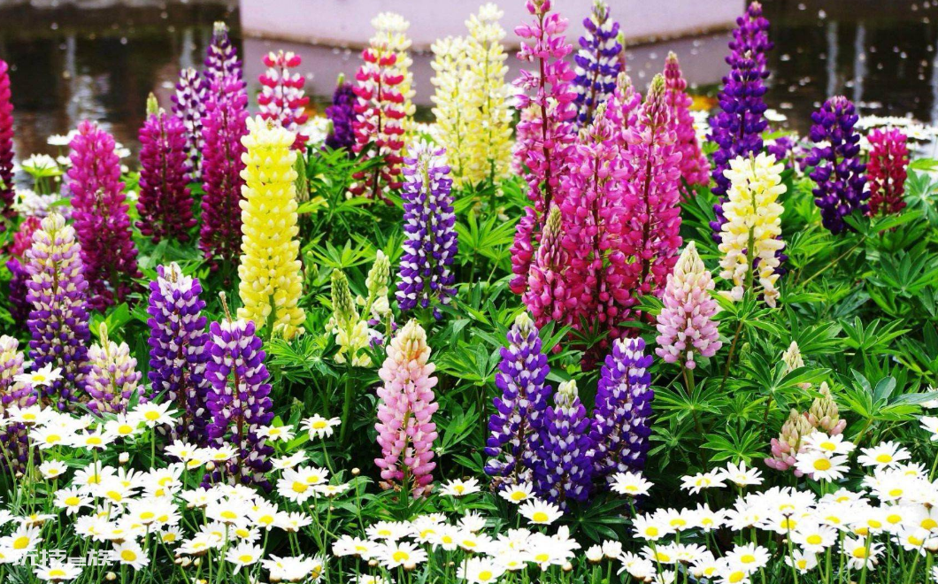 宿根花卉是什么意思(哪些品种是宿根花卉植物)-图片3