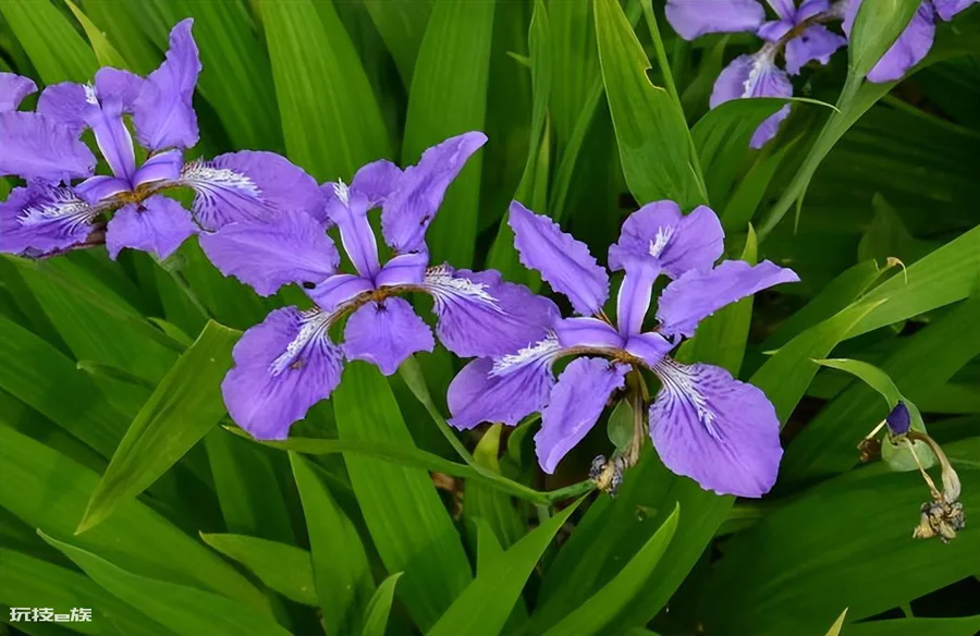 宿根花卉是什么意思(哪些品种是宿根花卉植物)-图片4