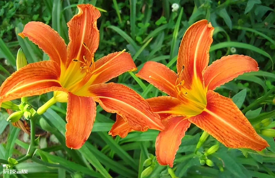 宿根花卉是什么意思(哪些品种是宿根花卉植物)-图片5