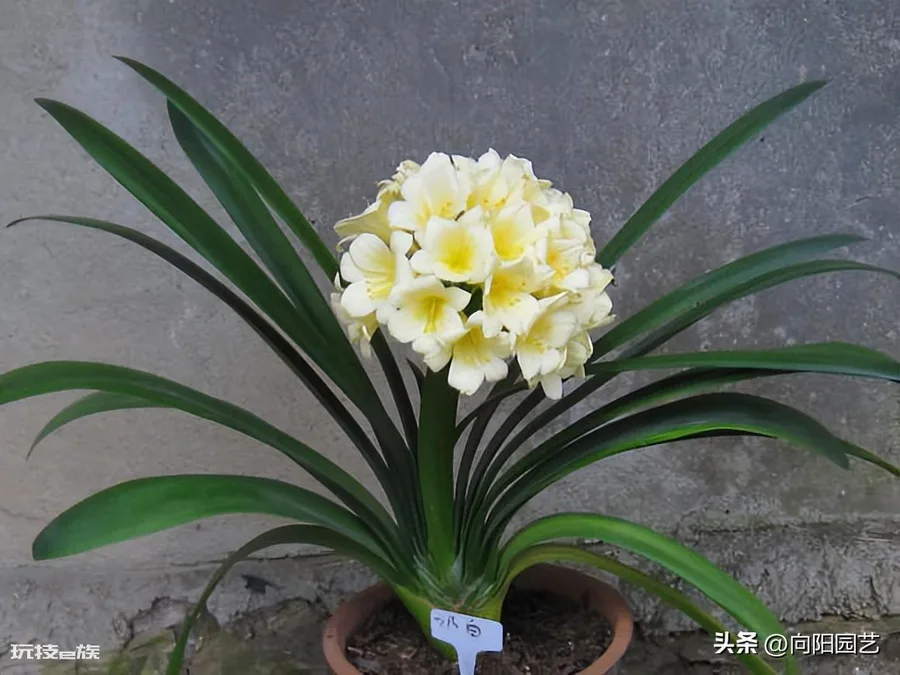 君子兰能浇啤酒吗(秋天养君子兰用啤酒水浇灌鲜嫩油绿)-图片4