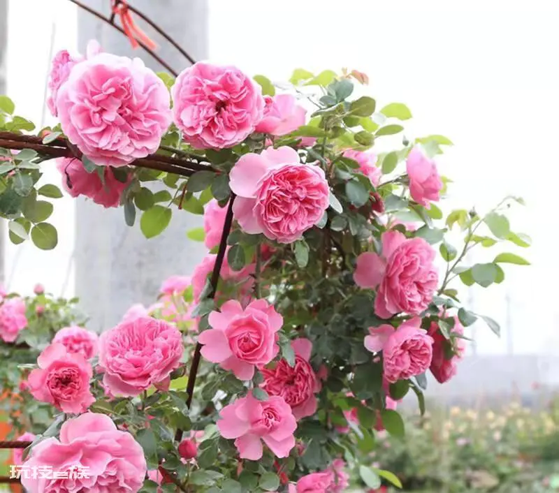 粉色达芬奇月季优缺点(红色达芬奇品种建议入手养吗)-图片1