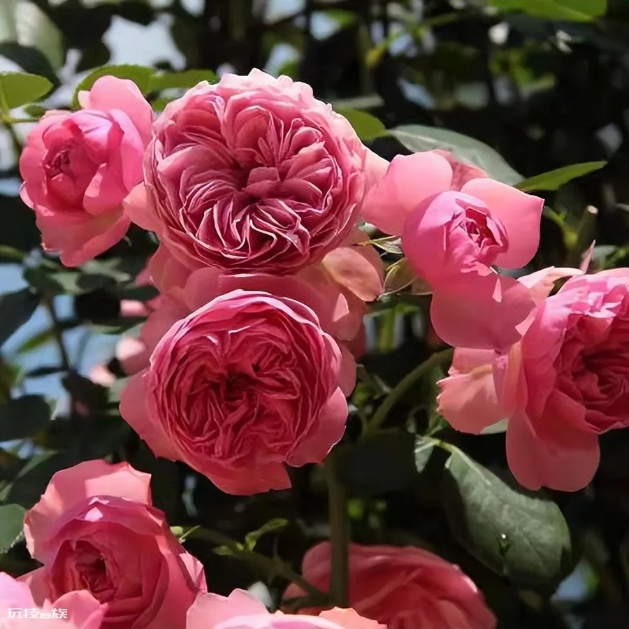 粉色达芬奇月季优缺点(红色达芬奇品种建议入手养吗)-图片2