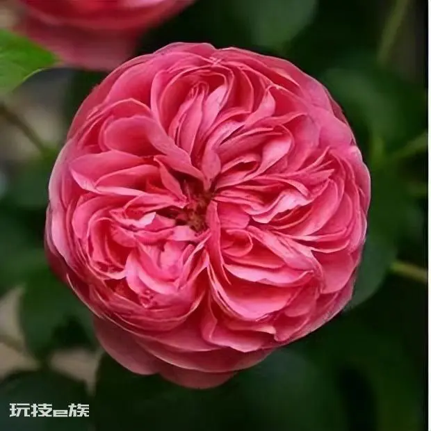 粉色达芬奇月季优缺点(红色达芬奇品种建议入手养吗)-图片3
