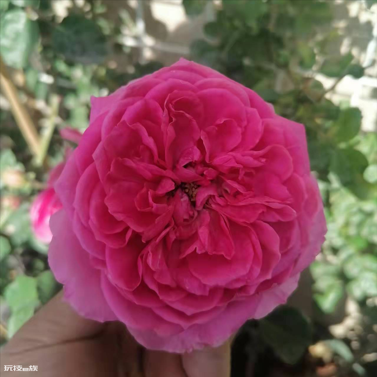 粉色达芬奇月季优缺点(红色达芬奇品种建议入手养吗)-图片5