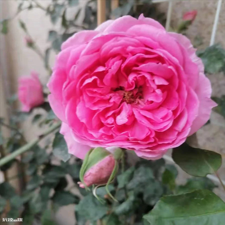 粉色达芬奇月季优缺点(红色达芬奇品种建议入手养吗)-图片6