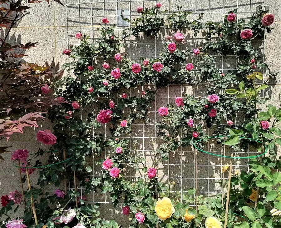 粉色达芬奇月季优缺点(红色达芬奇品种建议入手养吗)-图片7